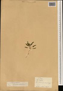 Chenopodium giganteum D. Don, Зарубежная Азия (ASIA) (КНР)