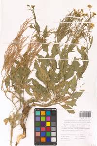 Гулявник волжский M.Bieb. ex E.Fourn., Восточная Европа (без точных пунктов) (E0)