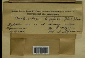 Paraleucobryum longifolium (Ehrh. ex Hedw.) Péterfi, Гербарий мохообразных, Мхи - Дальний Восток (без Чукотки и Камчатки) (B20) (Россия)