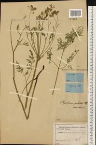 Гирчовница болотная (L.) Hoffm., Восточная Европа, Московская область и Москва (E4a) (Россия)