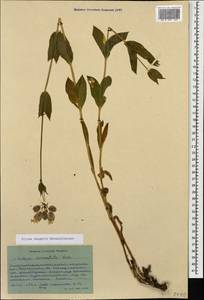 Смолевка обыкновенная, Хлопушка (Moench) Garcke, Кавказ, Ставропольский край, Карачаево-Черкесия, Кабардино-Балкария (K1b) (Россия)