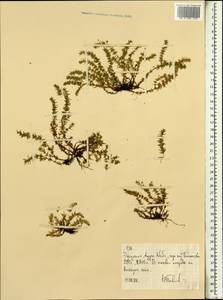 Magnoliopsida, Африка (AFR) (Эфиопия)