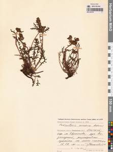 Мытник прелестный Adams ex Steven, Сибирь, Чукотка и Камчатка (S7) (Россия)