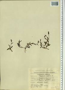 Колокольчик одноцветковый L., Сибирь, Чукотка и Камчатка (S7) (Россия)