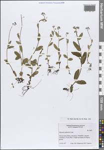 Незабудка скорпионовидная L., Сибирь, Западная Сибирь (S1) (Россия)