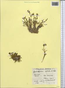 Silene uralensis subsp. apetala (L.) Bocquet, Средняя Азия и Казахстан, Памир и Памиро-Алай (M2) (Таджикистан)