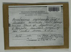 Leucodon sciuroides (Hedw.) Schwägr., Гербарий мохообразных, Мхи - Дальний Восток (без Чукотки и Камчатки) (B20) (Россия)