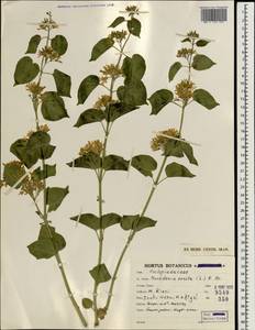 Cionura erecta (L.) Griseb., Зарубежная Азия (ASIA) (Иран)
