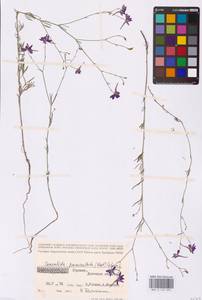Delphinium consolida subsp. paniculatum (Host) N.Busch, Восточная Европа, Южно-Украинский район (E12) (Украина)