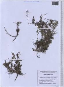 Thymus didukhii V.M.Ostapko, Восточная Европа, Нижневолжский район (E9) (Россия)