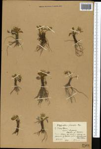 Oxygraphis kamchatica (DC.) R. R. Stewart, Средняя Азия и Казахстан, Северный и Центральный Тянь-Шань (M4) (Киргизия)
