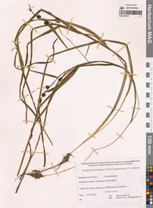 Sparganium × probatovae Tzvelev, Сибирь, Чукотка и Камчатка (S7) (Россия)