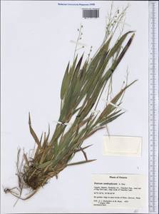 Panicum xanthophysum A.Gray, Америка (AMER) (Канада)
