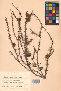 Larix gmelinii var. japonica (Maxim. ex Regel) Pilg., Сибирь, Чукотка и Камчатка (S7) (Россия)