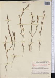Polygonum ramosissimum Michx., Америка (AMER) (Канада)