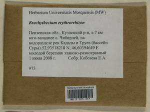 Brachythecium erythrorrhizon Schimp., Гербарий мохообразных, Мхи - Среднее Поволжье (B9) (Россия)