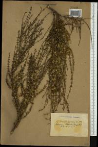 Olearia ×haastii Hook. fil., Австралия и Океания (AUSTR) (Австралия)
