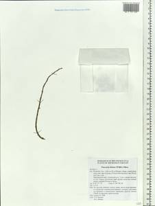 Пуэрария лопастная (Willd.)Sanjappa & Pradeep, Сибирь, Дальний Восток (S6) (Россия)