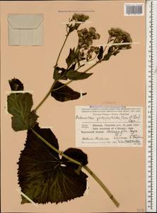 Caucasalia pontica (K. Koch) Greuter, Кавказ, Абхазия (K4a) (Абхазия)