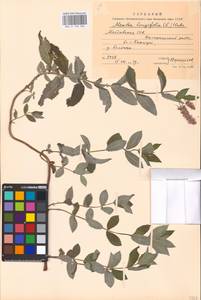 MHA 0 158 380, Мята длиннолистная (L.) L., Восточная Европа, Молдавия (E13a) (Молдавия)