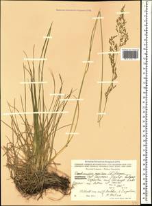 Щучка дернистая (L.) P.Beauv., Кавказ, Северная Осетия, Ингушетия и Чечня (K1c) (Россия)