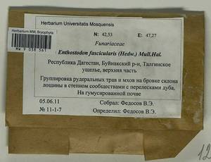 Entosthodon fascicularis (Hedw.) Müll. Hal., Гербарий мохообразных, Мхи - Северный Кавказ и Предкавказье (B12) (Россия)