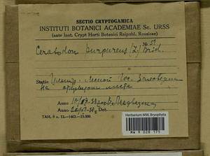 Ceratodon purpureus (Hedw.) Brid., Гербарий мохообразных, Мхи - Центральное Нечерноземье (B6) (Россия)