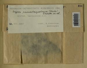 Ptychostomum pseudotriquetrum (Hedw.) J.R. Spence & H.P. Ramsay, Гербарий мохообразных, Мхи - Якутия (B19) (Россия)