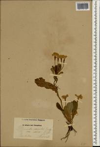 Primula vulgaris subsp. vulgaris, Зарубежная Азия (ASIA) (Иран)