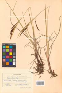 Carex aquatilis var. aquatilis, Сибирь, Чукотка и Камчатка (S7) (Россия)