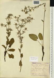 Синеголовник плосколистный L., Восточная Европа, Центральный район (E4) (Россия)