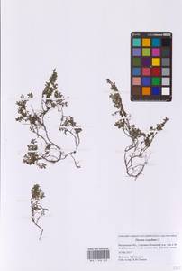 Тимьян ползучий, Чабрец ползучий L., Восточная Европа, Московская область и Москва (E4a) (Россия)