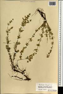 Подмаренник настоящий L., Монголия (MONG) (Монголия)