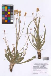 Pseudopodospermum tauricum (M. Bieb.) Vasjukov & Saksonov, Восточная Европа, Восточный район (E10) (Россия)