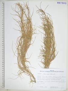 KHA7063, Бескильница ползучая (Trin.) Scribn. & Merr., Сибирь, Дальний Восток (S6) (Россия)