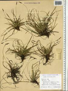 Осока верещатниковая Pollich, Сибирь, Западная Сибирь (S1) (Россия)