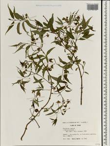 Periploca sepium Bunge, Зарубежная Азия (ASIA) (КНР)