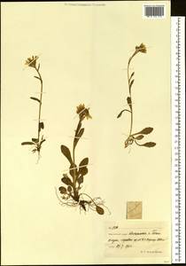 Пепельник почтихолодный (Kom.) Holub, Сибирь, Чукотка и Камчатка (S7) (Россия)