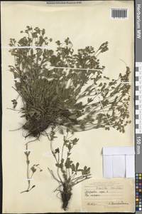 Лапчатка распростертая Willd. ex D.F.K.Schltdl., Восточная Европа, Центральный лесостепной район (E6) (Россия)