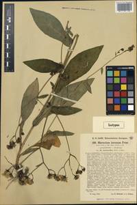 Hieracium jurassicum subsp. fontanalbae (C. Bicknell & Zahn) Greuter, Западная Европа (EUR) (Италия)