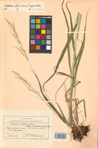 Trisetum sibiricum × spicatum, Сибирь, Дальний Восток (S6) (Россия)