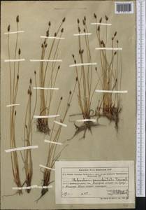 Болотница одночешуйная (Link) Schult., Средняя Азия и Казахстан, Муюнкумы, Прибалхашье и Бетпак-Дала (M9) (Казахстан)