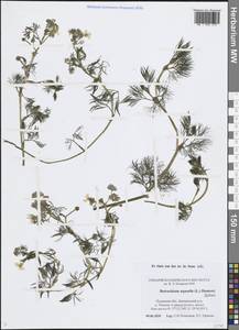 Лютик водяной, Шелковник воляной L., Восточная Европа, Северо-Западный район (E2) (Россия)