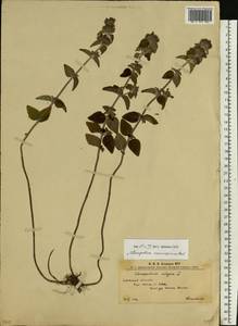 Пахучка обыкновенная L., Восточная Европа, Западно-Украинский район (E13) (Украина)