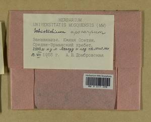 Schistidium apocarpum (Hedw.) Bruch & Schimp., Гербарий мохообразных, Мхи - Закавказье (B13) (Южная Осетия)