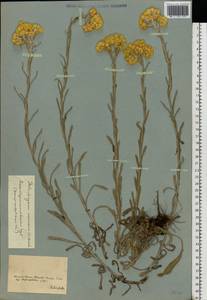 Цмин песчаный (L.) Moench, Восточная Европа, Южно-Украинский район (E12) (Украина)