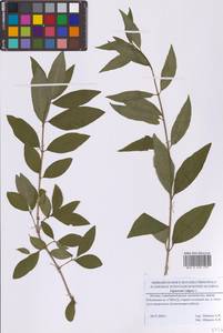 Бирючина обыкновенная L., Восточная Европа, Московская область и Москва (E4a) (Россия)