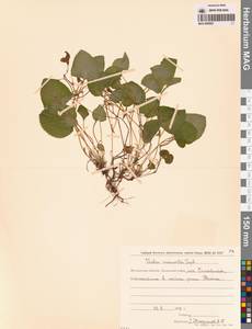 Фиалка Морица Tepl., Сибирь, Чукотка и Камчатка (S7) (Россия)