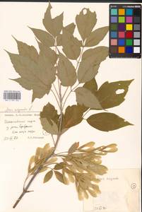 Клен ясенелистный, Клен американский L., Восточная Европа, Московская область и Москва (E4a) (Россия)