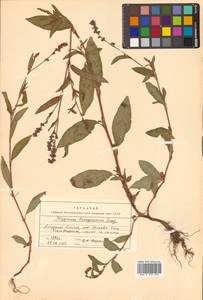 Persicaria bungeana (Turcz.) Nakai ex Mori, Сибирь, Дальний Восток (S6) (Россия)